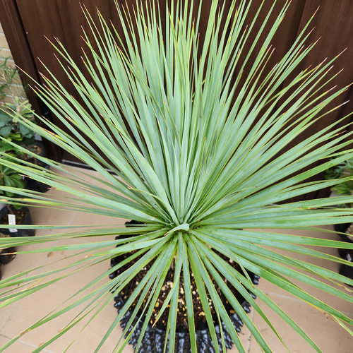 大株 ユッカロストラータ エアーポット鉢植え 苗 ロックガーデン