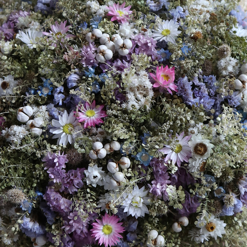 50cm) マメグンバイナズナと淡い小花のお花畑スワッグ/ドライフラワー