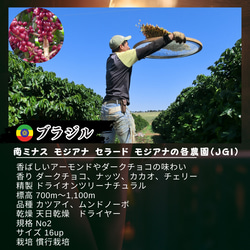 ブラジル ドルチェ チョコラーダ 香ばしいアーモンドとダークチョコレートの苦みと味わい 2枚目の画像