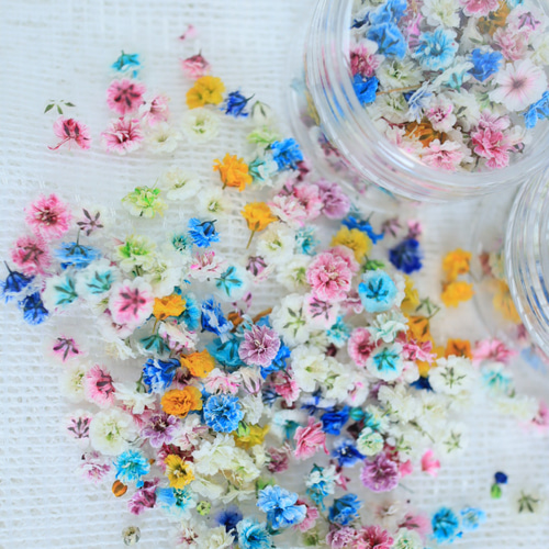ドライフラワー✿︎花形かすみ草ミルクティー ドライフラワー✿︎花形かすみ草ミルクティー ドライフラワー