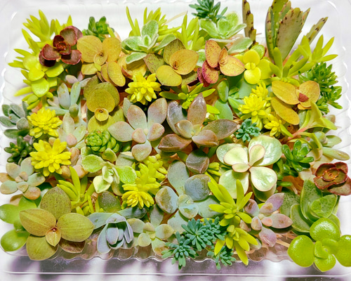 多肉植物⑤（お問合せはこちらからお願いします♪） 27841279466938bc868bd26f1b7da7