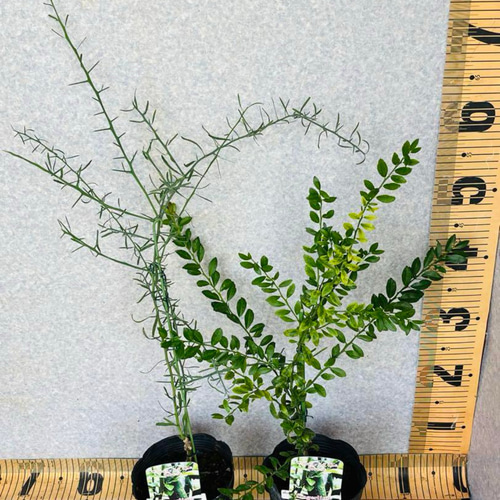 撮影品発送】フィンガーライム接木苗／苗木 5鉢セット 4.5号ポット 1  