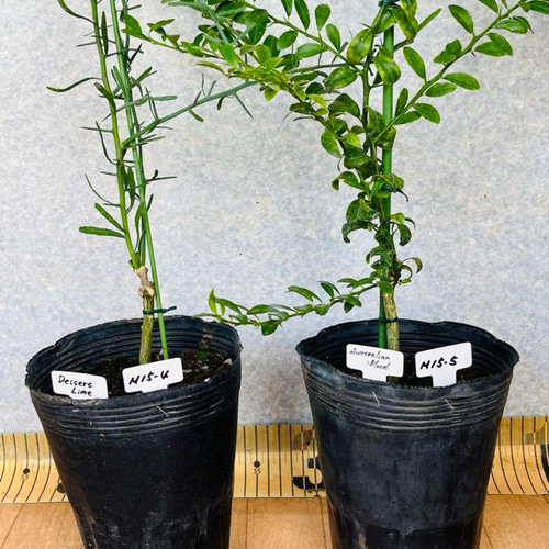 柑橘2年生フィンガーライム接木苗／苗5鉢セット撮影品発送