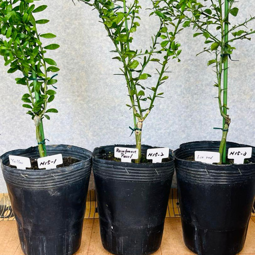 撮影品発送】フィンガーライム接木苗／苗木 5鉢セット 4.5号ポット 1  