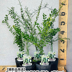 2年生 デザートライム接木苗／フィンガーライム 4.5号ポット 高さ90