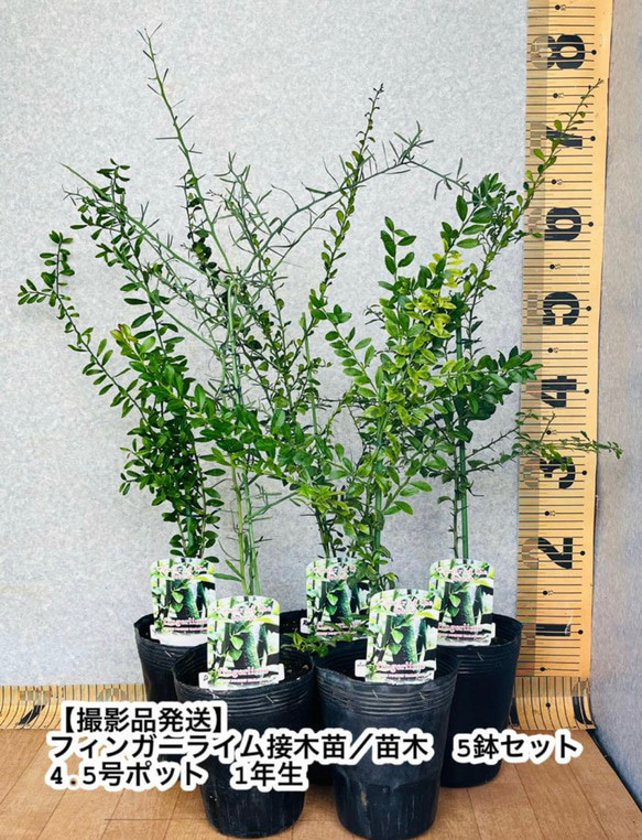 送料無料】フィンガーライム接木苗/大苗 8号鉢植え 撮影品お 送料無料】フィンガーライム接木苗/大苗 8号鉢植え 撮影品お