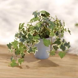 光触媒　人工観葉植物　ウォールグリーン　フェイクグリーン　イングリッシュアイビー@ 4枚目の画像