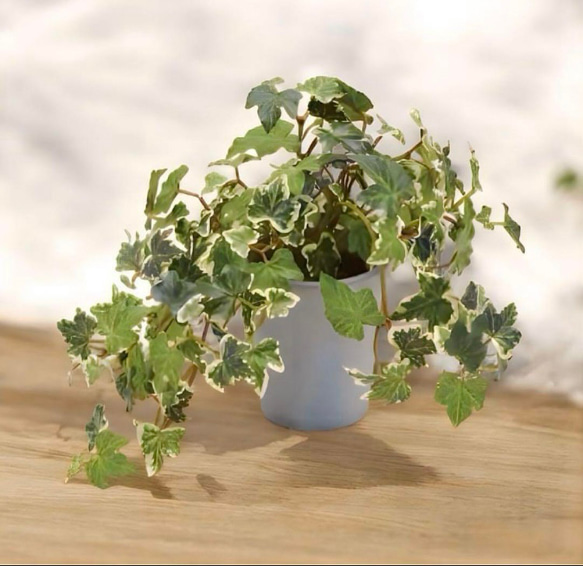 光触媒　人工観葉植物　ウォールグリーン　フェイクグリーン　イングリッシュアイビー@ 4枚目の画像