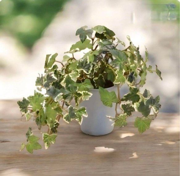 光触媒　人工観葉植物　ウォールグリーン　フェイクグリーン　イングリッシュアイビー@ 3枚目の画像