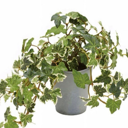 光触媒　人工観葉植物　ウォールグリーン　フェイクグリーン　イングリッシュアイビー@ 2枚目の画像