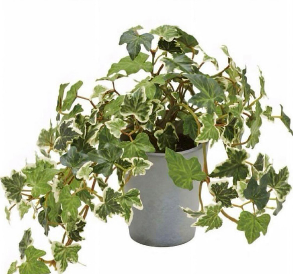 光触媒　人工観葉植物　ウォールグリーン　フェイクグリーン　イングリッシュアイビー@ 2枚目の画像