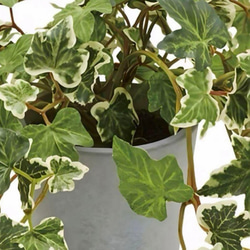 光触媒　人工観葉植物　ウォールグリーン　フェイクグリーン　イングリッシュアイビー@ 5枚目の画像