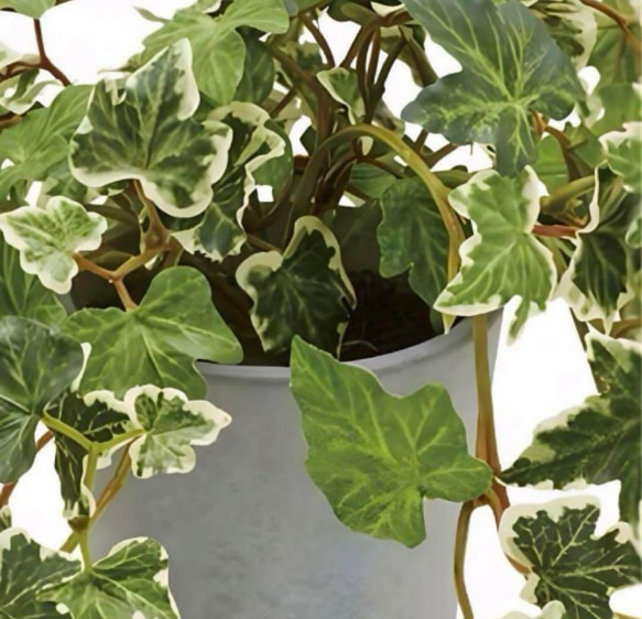 光触媒　人工観葉植物　ウォールグリーン　フェイクグリーン　イングリッシュアイビー@ 5枚目の画像