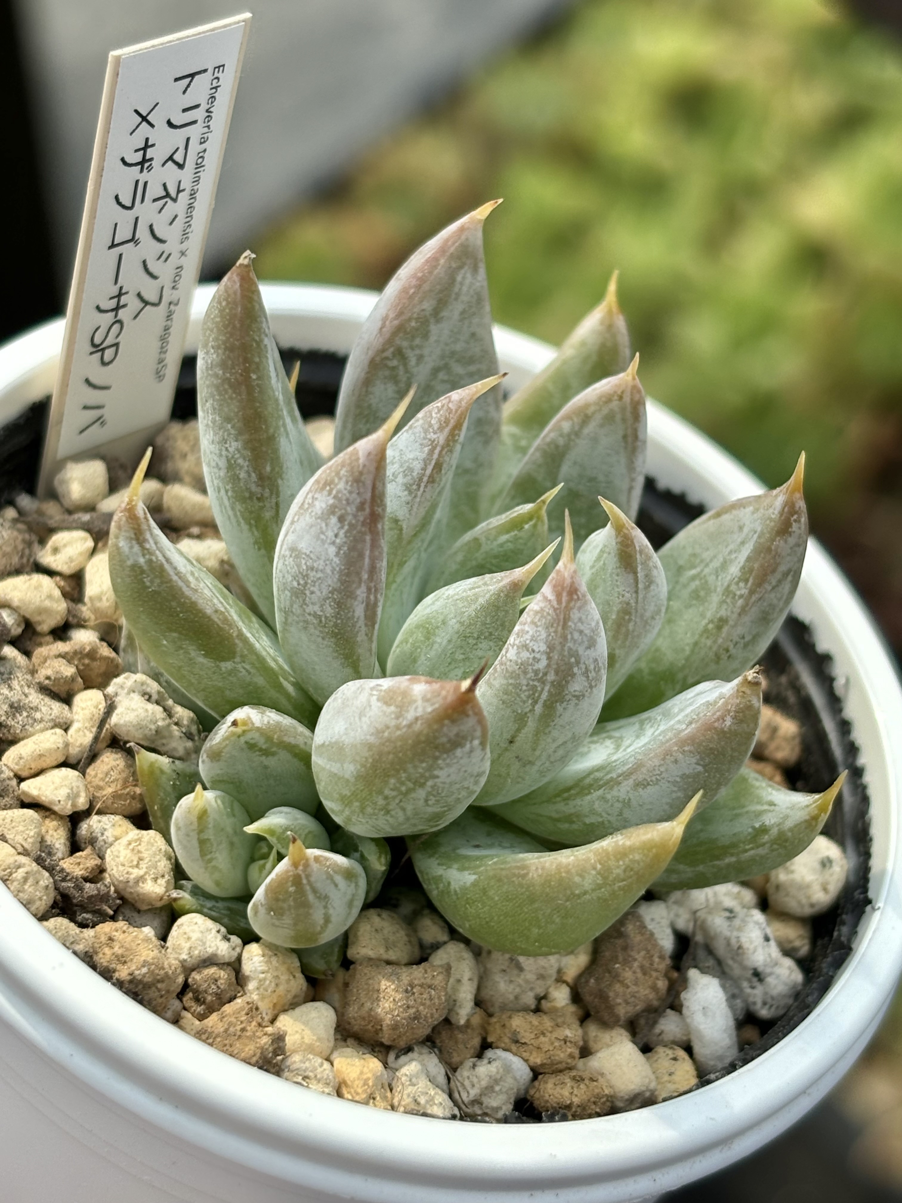超希少　優木園さん苗　ザラゴーサSPノバ　札付き　大株　多肉植物 超希少 優木園さん苗 ザラゴーサSPノバ 札付き 子株付き 多肉植物