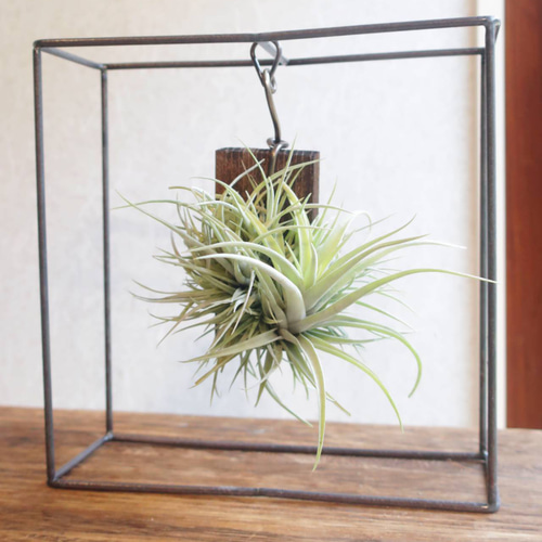 現品【エアプランツ】チランジア 板付け【観葉植物】 アートフラワー