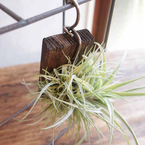 現品【エアプランツ】チランジア 板付け【観葉植物】 アートフラワー