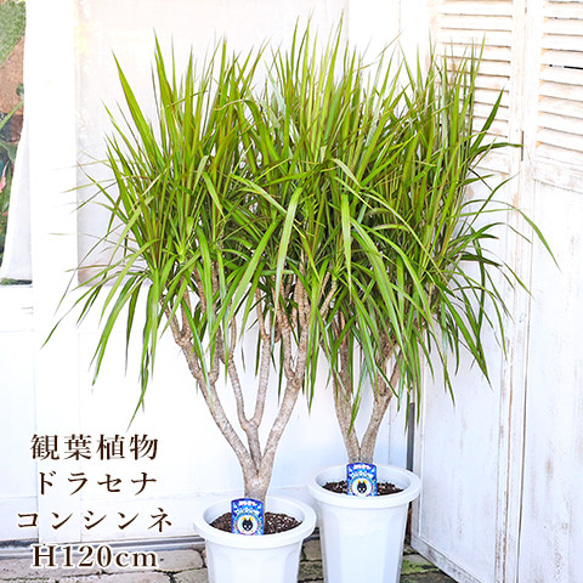 値下げSALE 現品販売 観葉植物 ドラセナ コンシンネ マジナータ