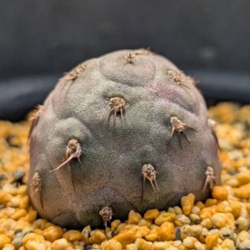 サボテンコレクション・テフロカクタス・ゲオメトリクスinわけけのお店