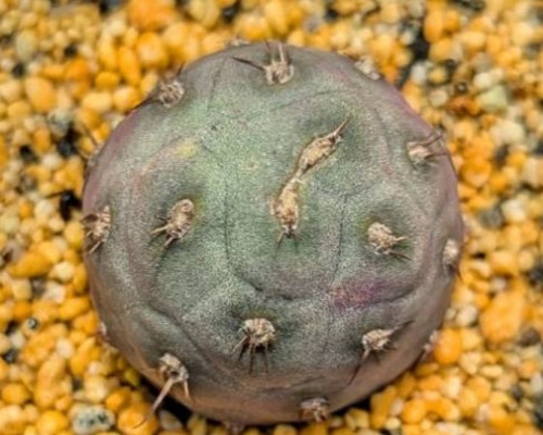 サボテン　テフロカクタス　ゲオメトリクス 楽天市場】観葉植物/[ザ・ファームセレクト]サボテン：テフロ