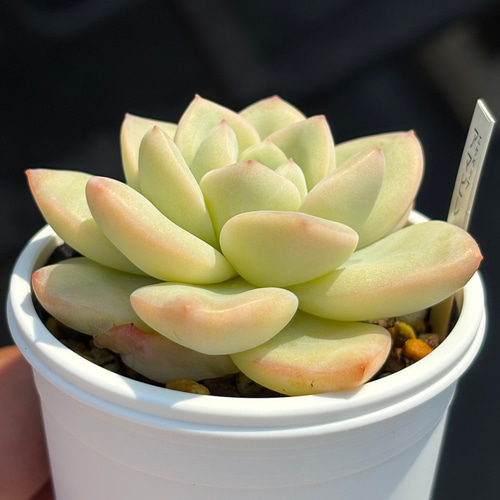 人気品種！☆アマビレ 多肉植物 自家繁殖 国産 多肉植物 美✴︎taniku