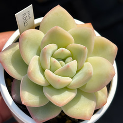 decb7bf1f3b59bcb1992daf7e4e4c8