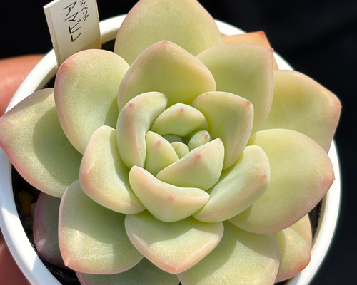 decb7bf1f3b59bcb1992daf7e4e4c8