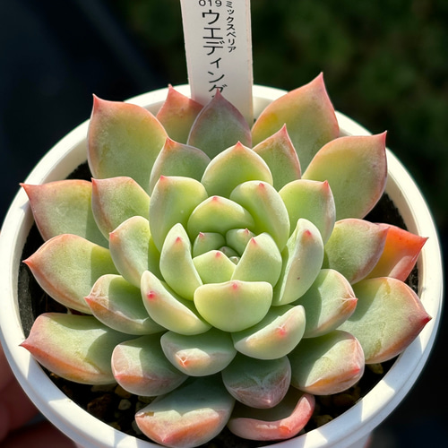 人気レア品種！☆ウエディングベル 多肉植物 自家繁殖 国産 多肉植物