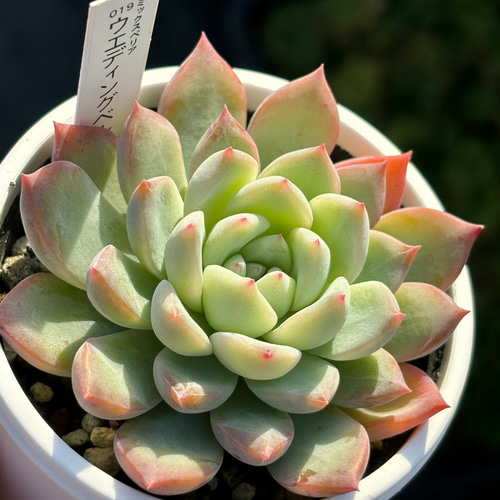 人気レア品種！☆ウエディングベル 多肉植物 自家繁殖 国産 多肉植物