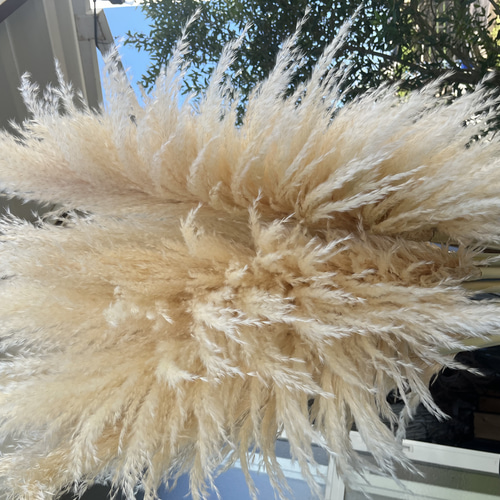 2024今期収穫分 超特大 XL 高品質 パンパスグラス 宮崎産 ドライ