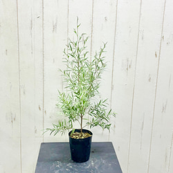 幹極太 オリーブの木 ルッカ SOUJU 8号 その他インテリア雑貨