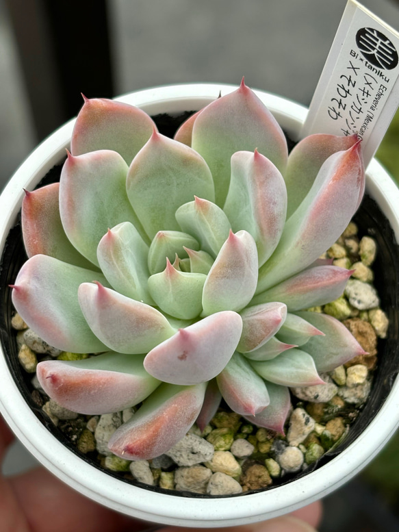 超レア交配実生苗！☆（メキシカンジャイアント×ざわわ）×そわそわ