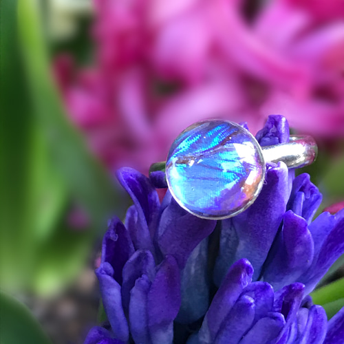 わけあり！宝石になったモルフォ蝶のリング ／本物の蝶の羽根封入 指輪