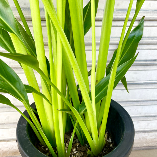 旅人の木 タビビトノキ その他インテリア雑貨 PLANTS SHOP OLIVE 通販