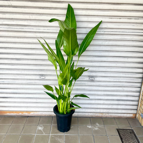 旅人の木 タビビトノキ その他インテリア雑貨 PLANTS SHOP OLIVE