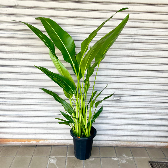 旅人の木 タビビトノキ その他インテリア雑貨 PLANTS SHOP OLIVE 旅人の木 タビビトノキ その他インテリア雑貨 PLANTS SHOP OLIVE