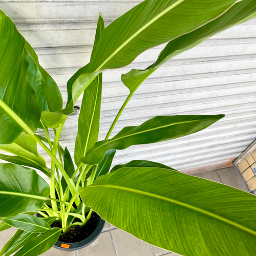 旅人の木 タビビトノキ その他インテリア雑貨 PLANTS SHOP OLIVE 通販