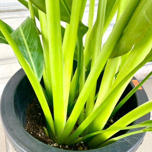 旅人の木 タビビトノキ その他インテリア雑貨 PLANTS SHOP OLIVE 通販