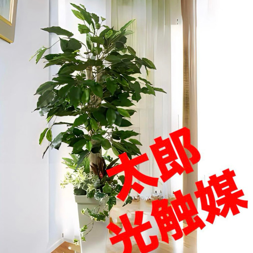 光触媒 人工観葉植物 ウォールグリーン フェイクグリーン ベンジャミン