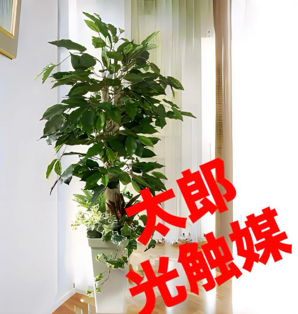 光触媒 人工観葉植物 ウォールグリーン フェイクグリーン ベンジャミン 