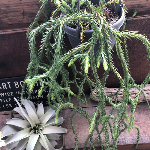 フペルジア カリナータ ブルークライ (Blue Klay) 5号吊り鉢