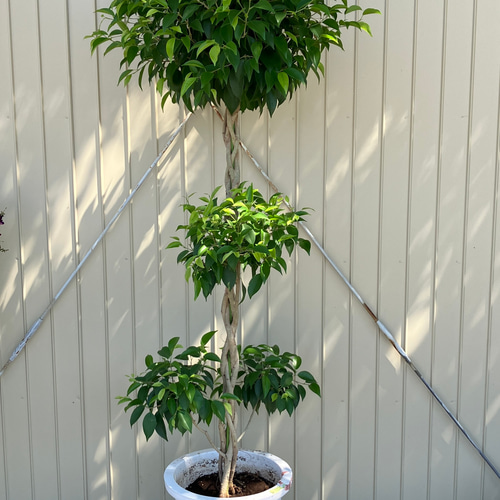 高さ190cm 観葉植物　大型　室内　10号鉢　フィカス ベンジャミン　玉造り 1.jpg?1532360641