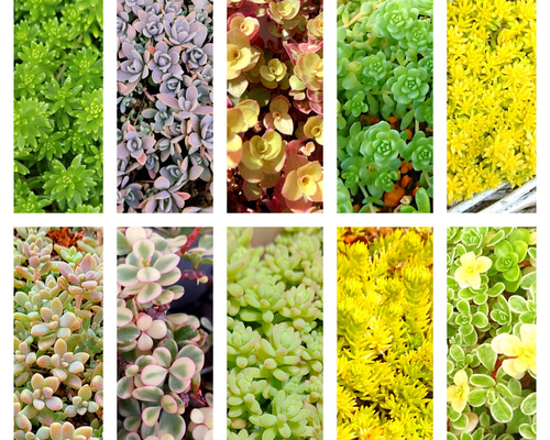 多肉植物全書 51HQ7GSr7YL._AC_SY200_QL15_.jpg