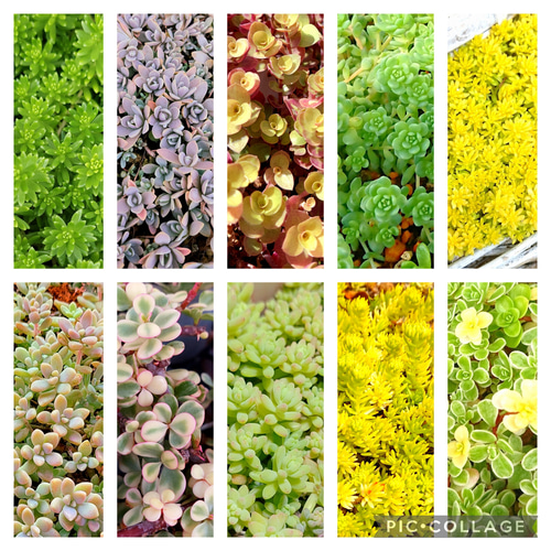 多肉植物セダム 10種 各5カットずつ【育成説明書】 多肉植物 多肉屋
