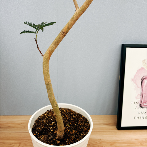 現品］17番 エバーフレッシュ 曲がり 8号 観葉植物 室内 大型 