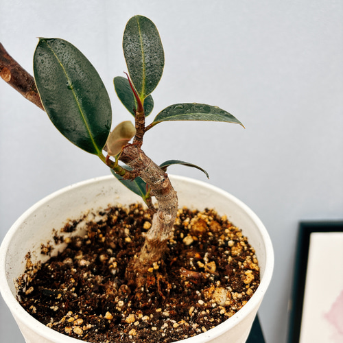 現品］1番 フィカス バーガンディ 曲がり 5号 観葉植物 室内 人気 育て