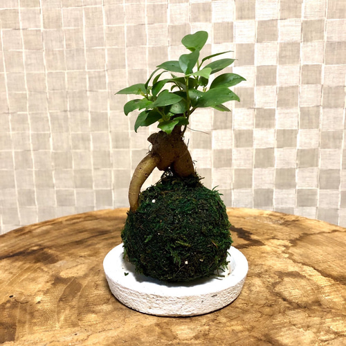 苔玉 ガジュマル 小さい盆栽 受け皿付き インテリア 観葉植物 その他