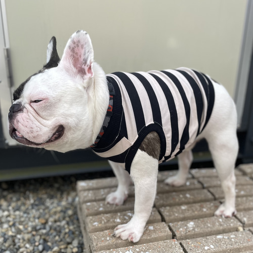 新作犬服オーダー☆シンプルボーダータンクも袖付きTもお値打ち 