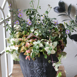 寄せ植え　花■秋の寄せ植え 秋のオトナカワイイ❤︎シックな寄せ植え 多肉植物 トータル