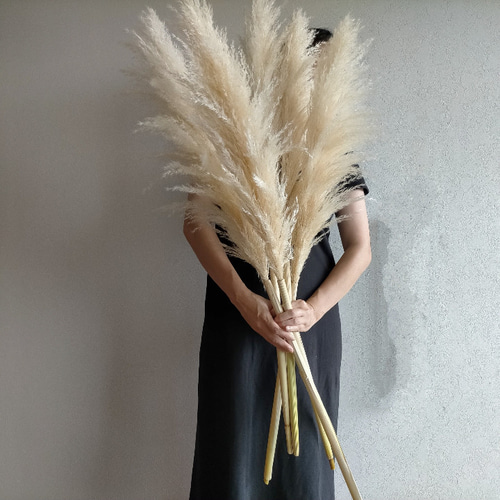 新生活 茶系パンパスグラス3色セット ドライフラワー インテリア