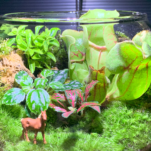 No.300 苔アート　苔テラリウム　食虫植物　ウツボカズラ　完成品 No.300 苔アート 苔テラリウム 食虫植物 ウツボカズラ 完成品 d